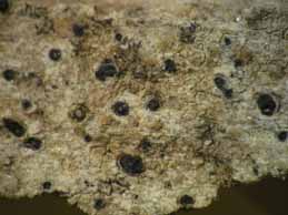 [Verrucaria calciseda]