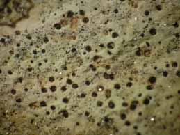 [Verrucaria calciseda]