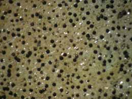 [Verrucaria calciseda]