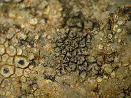 [Verrucaria canella]