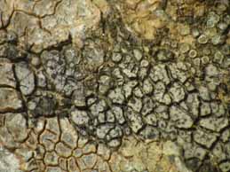 [Verrucaria canella]