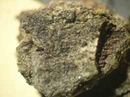 [Verrucaria sp. (corticolous)]