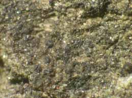 [Verrucaria sp. (corticolous)]