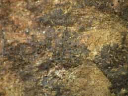 [Verrucaria ditmarsica]