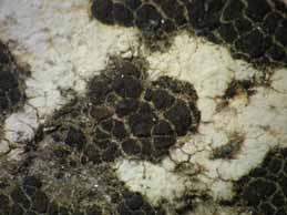 [Heteroplacidium fusculum]