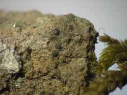 [Verrucaria geophila]