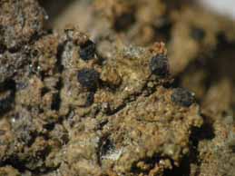 [Verrucaria geophila]