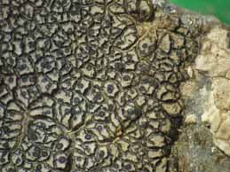 [Verrucaria lecideoides]