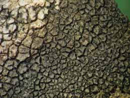 [Verrucaria lecideoides]