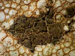 [Heteroplacidium fusculum]