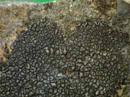 [Verrucaria lecideoides]