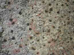 [Verrucaria marmorea]