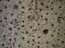 [Verrucaria marmorea]