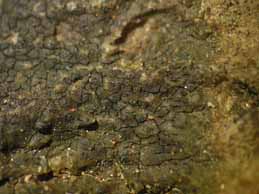 [Verrucaria maura]