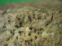 [Verrucaria muralis]