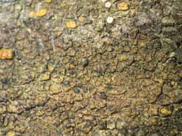 [Verrucaria nigrescens]