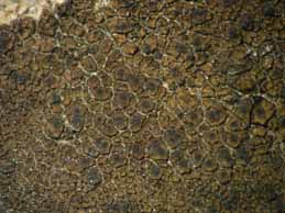 [Verrucaria nigrescens]