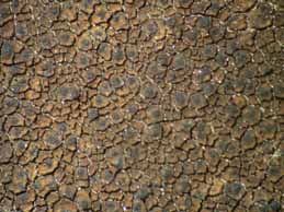 [Verrucaria nigrescens]