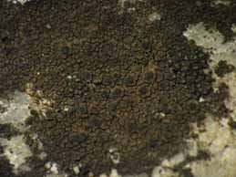 [Verrucaria nigrescens]