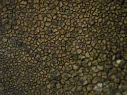 [Verrucaria nigrescens]