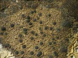 [Verrucaria nigrescens]