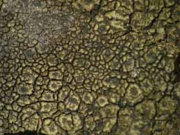 [Verrucaria nigrescens]