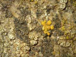 [Verruculopsis flavescentaria]