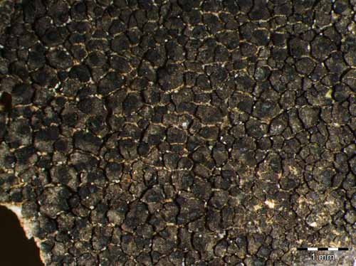 [Verrucaria lecideoides]