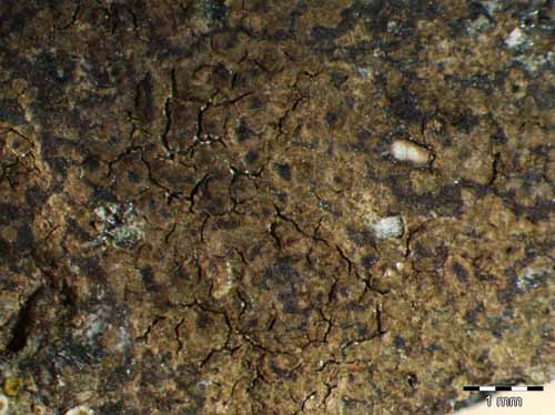 [Verrucaria pinguicula]