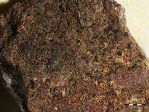 [Verrucaria pinguicula]