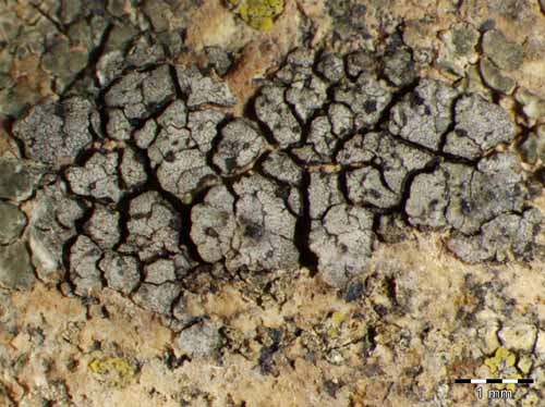 [Verrucaria polysticta]