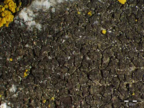 [Verrucaria umbrinula]