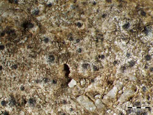 [Verrucaria veronensis]