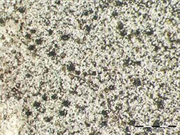 [Verrucaria myriocarpa]