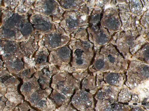 [Verrucaria macrostoma]