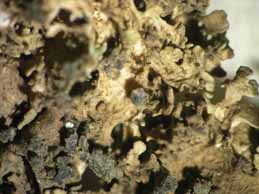 [Xanthoparmelia plittii]