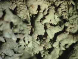 [Xanthoparmelia plittii]