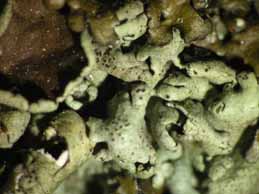 [Xanthoparmelia plittii]