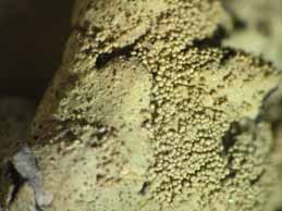 [Xanthoparmelia tinctina]