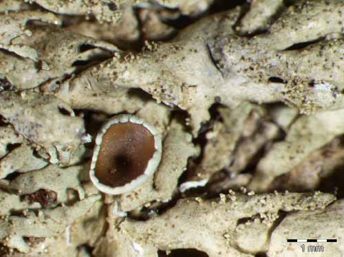 [Xanthoparmelia conspersa]