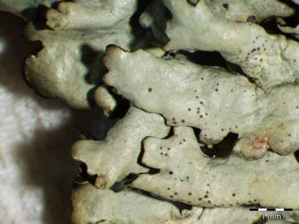 [Xanthoparmelia cumberlandia]