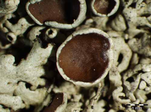 [Xanthoparmelia cumberlandia]