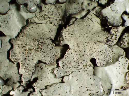 [Xanthoparmelia mexicana]