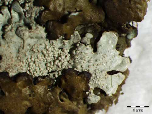 [Xanthoparmelia mexicana]