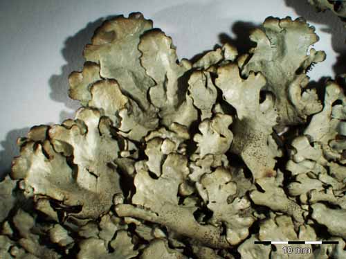 [Xanthoparmelia stenophylla]