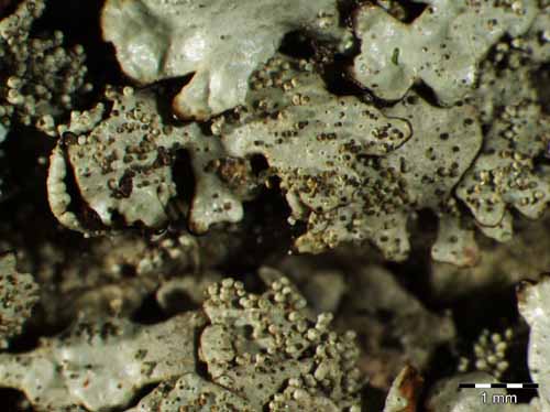 [Xanthoparmelia tinctina]