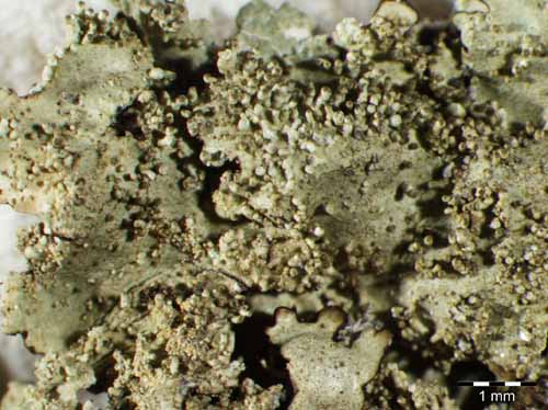 [Xanthoparmelia verrucigera]