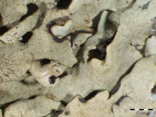 [Xanthoparmelia protomatrae]