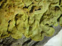[Xanthoria parietina]