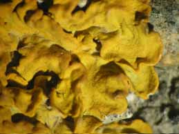[Xanthoria parietina]